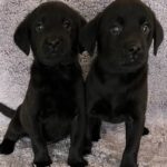 Sable/Sawyer Males